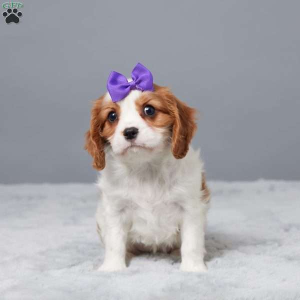 Nina, Cavalier King Charles Spaniel Puppy